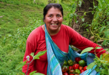Huancavelica fortalece la exportación de rocoto con certificación para mercados de Europa y Norteamérica Huancavelica fortalece la exportación de rocoto con certificación para mercados de Europa y Norteamérica