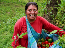 Huancavelica fortalece la exportación de rocoto con certificación para mercados de Europa y Norteamérica Huancavelica fortalece la exportación de rocoto con certificación para mercados de Europa y Norteamérica