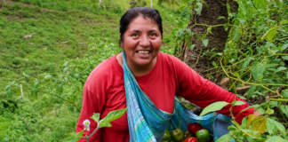 Huancavelica fortalece la exportación de rocoto con certificación para mercados de Europa y Norteamérica Huancavelica fortalece la exportación de rocoto con certificación para mercados de Europa y Norteamérica