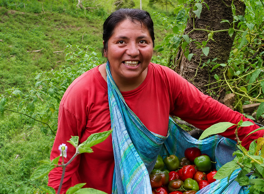 Huancavelica fortalece la exportación de rocoto con certificación para mercados de Europa y Norteamérica Huancavelica fortalece la exportación de rocoto con certificación para mercados de Europa y Norteamérica