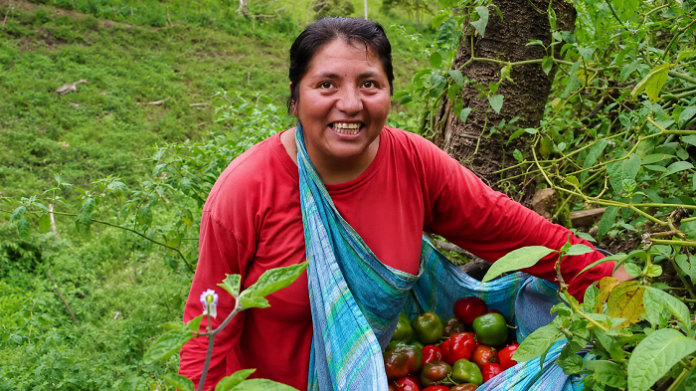 Huancavelica fortalece la exportación de rocoto con certificación para mercados de Europa y Norteamérica