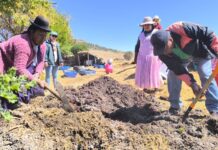 Transfieren tecnologías para conservación del suelo en cultivos de papa, quinua y alfalfa en Puno Transfieren tecnologías para conservación del suelo en cultivos de papa, quinua y alfalfa en Puno