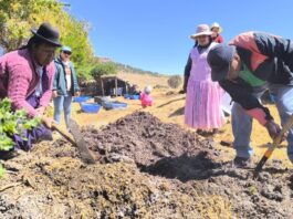 Transfieren tecnologías para conservación del suelo en cultivos de papa, quinua y alfalfa en Puno Transfieren tecnologías para conservación del suelo en cultivos de papa, quinua y alfalfa en Puno
