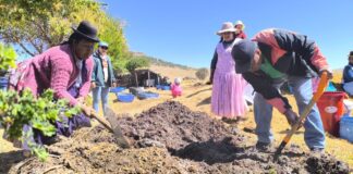 Transfieren tecnologías para conservación del suelo en cultivos de papa, quinua y alfalfa en Puno Transfieren tecnologías para conservación del suelo en cultivos de papa, quinua y alfalfa en Puno