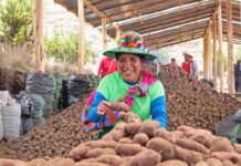 Gobierno aprueba reglamento para promover la industrialización y exportación de la papa Gobierno aprueba reglamento para promover la industrialización y exportación de la papa