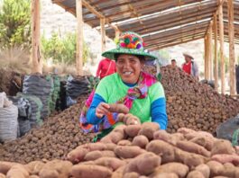 Gobierno aprueba reglamento para promover la industrialización y exportación de la papa Gobierno aprueba reglamento para promover la industrialización y exportación de la papa
