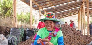 Gobierno aprueba reglamento para promover la industrialización y exportación de la papa Gobierno aprueba reglamento para promover la industrialización y exportación de la papa