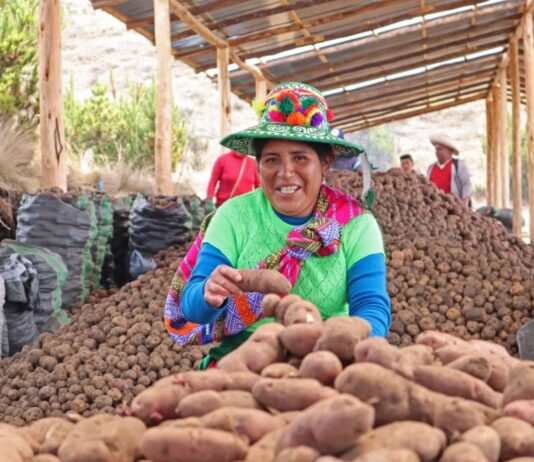Gobierno aprueba reglamento para promover la industrialización y exportación de la papa Gobierno aprueba reglamento para promover la industrialización y exportación de la papa