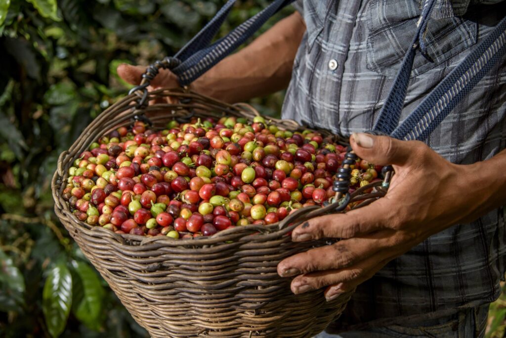 Agroexportaciones peruanas alcanzaron US$ 3,899 millones entre enero y abril de 2026