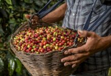 Agroexportaciones peruanas alcanzaron US$ 3,899 millones entre enero y abril de 2026 Agroexportaciones peruanas alcanzaron US$ 3,899 millones entre enero y abril de 2026
