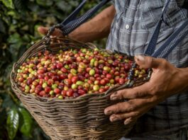 Agroexportaciones peruanas alcanzaron US$ 3,899 millones entre enero y abril de 2026 Agroexportaciones peruanas alcanzaron US$ 3,899 millones entre enero y abril de 2026