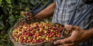 Agroexportaciones peruanas alcanzaron US$ 3,899 millones entre enero y abril de 2026 Agroexportaciones peruanas alcanzaron US$ 3,899 millones entre enero y abril de 2026