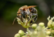 Aprueban primer lineamiento sectorial para fortalecer la polinización y conservación de polinizadores en el Perú Aprueban primer lineamiento sectorial para fortalecer la polinización y conservación de polinizadores en el Perú