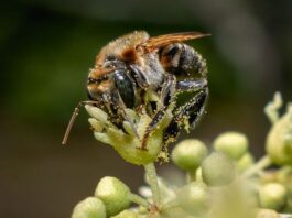 Aprueban primer lineamiento sectorial para fortalecer la polinización y conservación de polinizadores en el Perú Aprueban primer lineamiento sectorial para fortalecer la polinización y conservación de polinizadores en el Perú