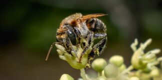 Aprueban primer lineamiento sectorial para fortalecer la polinización y conservación de polinizadores en el Perú Aprueban primer lineamiento sectorial para fortalecer la polinización y conservación de polinizadores en el Perú