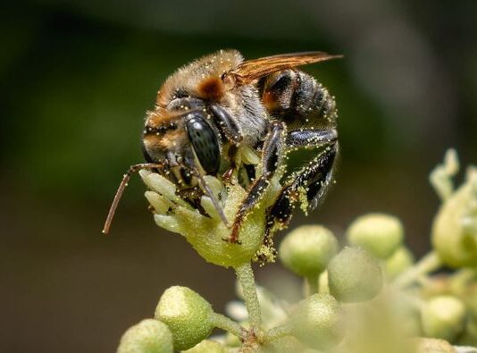 Aprueban primer lineamiento sectorial para fortalecer la polinización y conservación de polinizadores en el Perú Aprueban primer lineamiento sectorial para fortalecer la polinización y conservación de polinizadores en el Perú