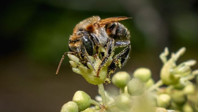 Aprueban primer lineamiento sectorial para fortalecer la polinización y conservación de polinizadores en el Perú