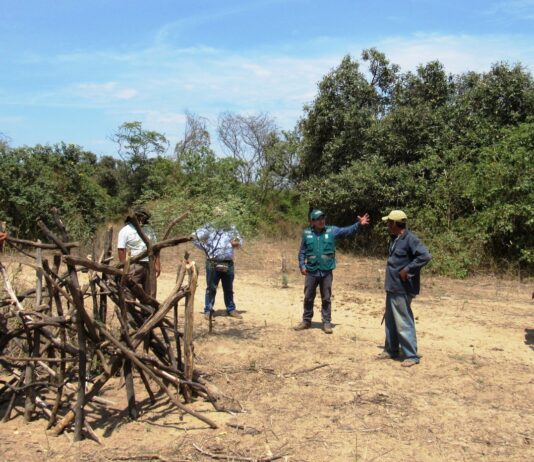 Impulsan proyecto para conservar y gestionar bosques secos en Piura y Tumbes Impulsan proyecto para conservar y gestionar bosques secos en Piura y Tumbes