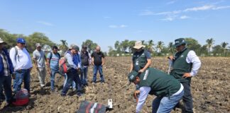Fortalecen análisis de suelos para mejorar productividad agrícola en Piura Fortalecen análisis de suelos para mejorar productividad agrícola en Piura