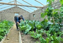 Midagri instalará 3,290 fitotoldos para proteger cultivos de familias altoandinas Midagri instalará 3,290 fitotoldos para proteger cultivos de familias altoandinas