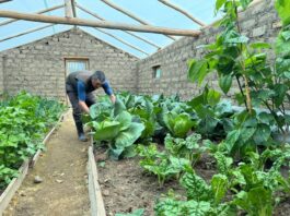 Midagri instalará 3,290 fitotoldos para proteger cultivos de familias altoandinas Midagri instalará 3,290 fitotoldos para proteger cultivos de familias altoandinas