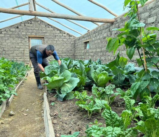Midagri instalará 3,290 fitotoldos para proteger cultivos de familias altoandinas Midagri instalará 3,290 fitotoldos para proteger cultivos de familias altoandinas