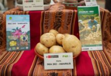 Perú impulsa investigación y desarrollo del cultivo de papa con encuentro nacional de expertos