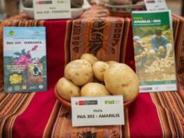 Perú impulsa investigación y desarrollo del cultivo de papa con encuentro nacional de expertos