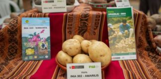 Perú impulsa investigación y desarrollo del cultivo de papa con encuentro nacional de expertos