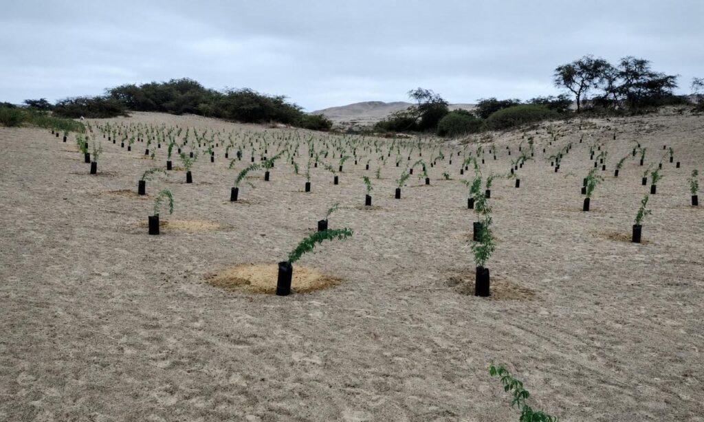 Nasca alcanza meta de 10 mil plantones de huarango gracias a jornadas de reforestación