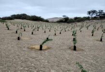 Nasca alcanza meta de 10 mil plantones de huarango gracias a jornadas de reforestación Nasca alcanza meta de 10 mil plantones de huarango gracias a jornadas de reforestación