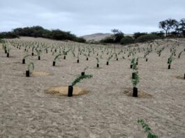 Nasca alcanza meta de 10 mil plantones de huarango gracias a jornadas de reforestación Nasca alcanza meta de 10 mil plantones de huarango gracias a jornadas de reforestación