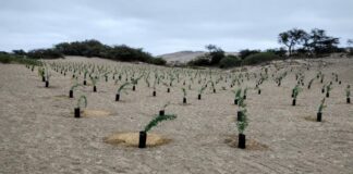 Nasca alcanza meta de 10 mil plantones de huarango gracias a jornadas de reforestación Nasca alcanza meta de 10 mil plantones de huarango gracias a jornadas de reforestación