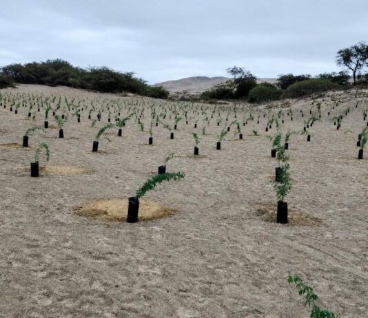 Nasca alcanza meta de 10 mil plantones de huarango gracias a jornadas de reforestación Nasca alcanza meta de 10 mil plantones de huarango gracias a jornadas de reforestación
