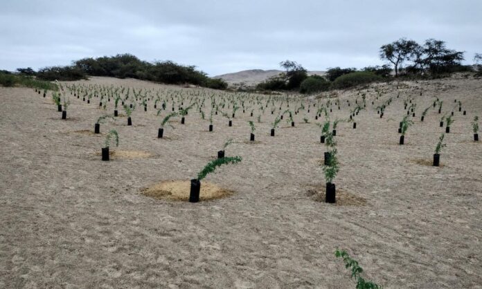Nasca alcanza meta de 10 mil plantones de huarango gracias a jornadas de reforestación