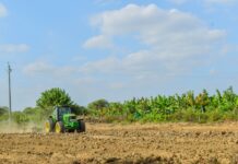 Módulos demostrativos permitirán mejorar la productividad del banano en Piura Módulos demostrativos permitirán mejorar la productividad del banano en Piura