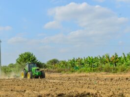 Módulos demostrativos permitirán mejorar la productividad del banano en Piura Módulos demostrativos permitirán mejorar la productividad del banano en Piura