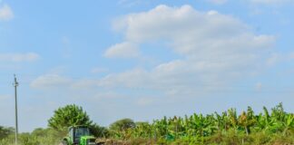 Módulos demostrativos permitirán mejorar la productividad del banano en Piura Módulos demostrativos permitirán mejorar la productividad del banano en Piura