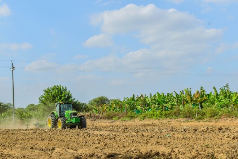 Módulos demostrativos permitirán mejorar la productividad del banano en Piura