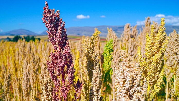 Perú mantiene el liderazgo mundial en producción y exportación de quinua