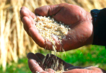 Granos andinos: el patrimonio agrícola peruano clave para enfrentar el cambio climático Granos andinos: el patrimonio agrícola peruano clave para enfrentar el cambio climático