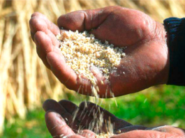 Granos andinos: el patrimonio agrícola peruano clave para enfrentar el cambio climático Granos andinos: el patrimonio agrícola peruano clave para enfrentar el cambio climático