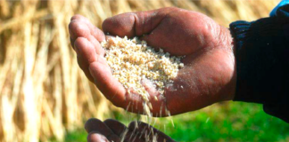 Granos andinos: el patrimonio agrícola peruano clave para enfrentar el cambio climático Granos andinos: el patrimonio agrícola peruano clave para enfrentar el cambio climático