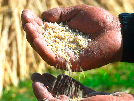 Granos andinos: el patrimonio agrícola peruano clave para enfrentar el cambio climático Granos andinos: el patrimonio agrícola peruano clave para enfrentar el cambio climático