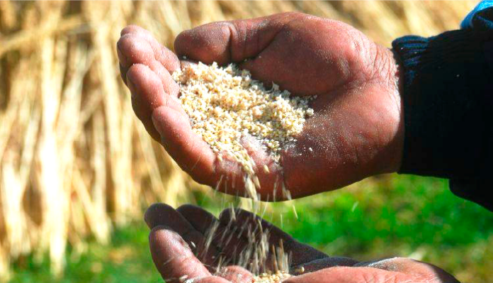 Granos andinos: el patrimonio agrícola peruano clave para enfrentar el cambio climático