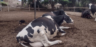 Senamhi advierte que altas temperaturas en la costa podrían afectar la producción ganadera Senamhi advierte que altas temperaturas en la costa podrían afectar la producción ganadera