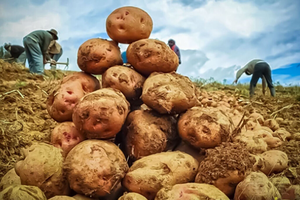 Midagri proyecta que el 20 % de la producción nacional de papa será procesada al 2030