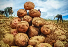 Midagri proyecta que el 20 % de la producción nacional de papa será procesada al 2030 Midagri proyecta que el 20 % de la producción nacional de papa será procesada al 2030
