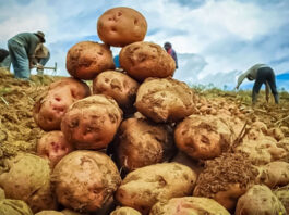 Midagri proyecta que el 20 % de la producción nacional de papa será procesada al 2030 Midagri proyecta que el 20 % de la producción nacional de papa será procesada al 2030