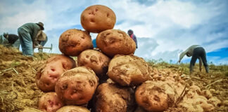 Midagri proyecta que el 20 % de la producción nacional de papa será procesada al 2030 Midagri proyecta que el 20 % de la producción nacional de papa será procesada al 2030